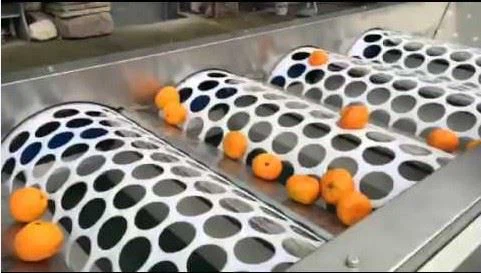 Apple Lemon Sorting Machine